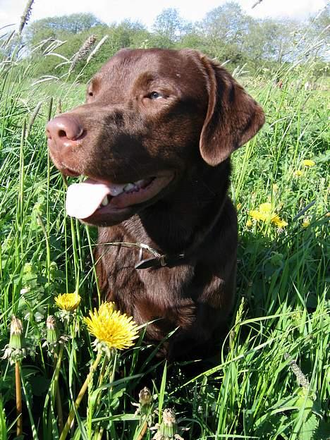 Labrador retriever Noah billede 1