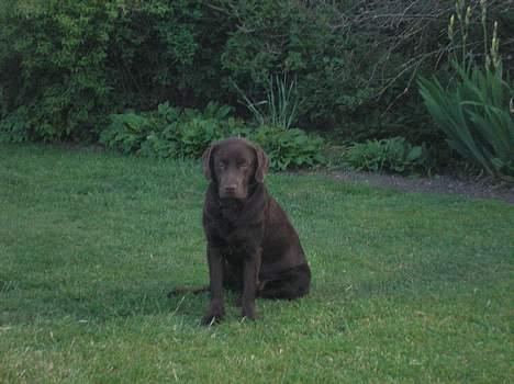 Labrador retriever Noah billede 2