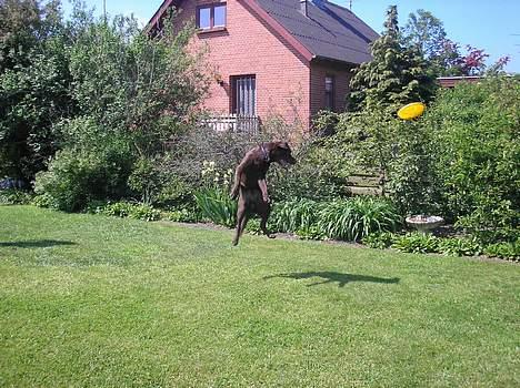 Labrador retriever Noah billede 3