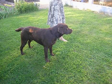 Labrador retriever Noah billede 4