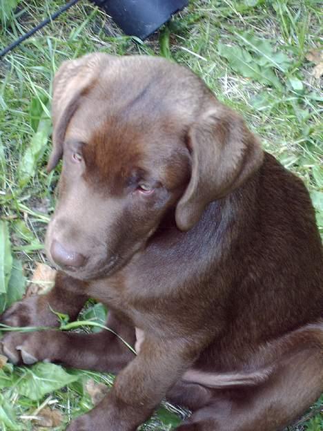 Labrador retriever Noah billede 8