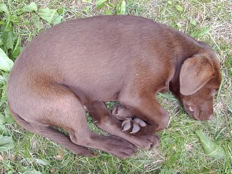 Labrador retriever Noah billede 9