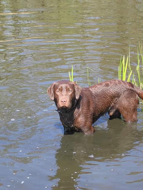 Labrador retriever Noah billede 11