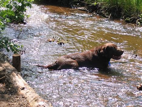 Labrador retriever Noah billede 12