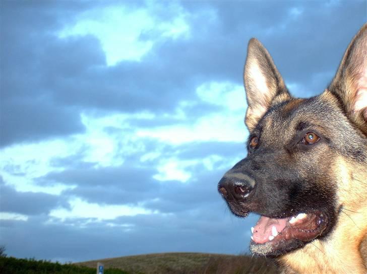 Schæferhund Cassius - Cassius and the sky billede 1