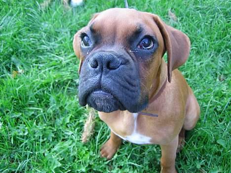 Boxer Otto - 4mdr gammel har haft ham i 4dage nu ! han ser da sød ud ikk ? billede 1