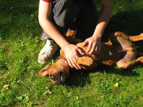 Boxer Otto - 4mdr gammel uhadada det er godt :D billede 2