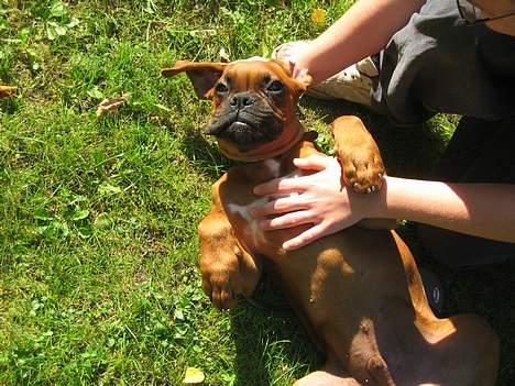 Boxer Otto - 4mdr gammel aarhh den mave/brystkasse klør :D aarhh bliv ved Far :D billede 3