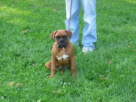 Boxer Otto - 4mdr gammel Otto sidder pænt  billede 4