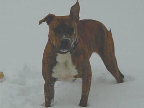 Blanding af racer Ronja - Sneprinsessen billede 1