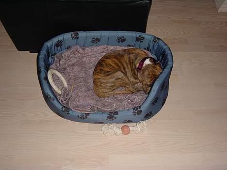 Blanding af racer Ronja - Ronja 2. Mdr billede 2