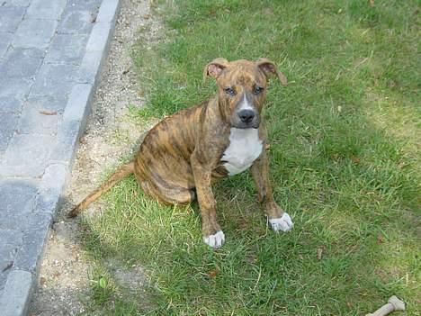 Blanding af racer Ronja - Det var en varm sommer, for Ronja billede 3