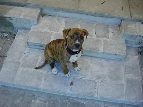 Blanding af racer Ronja - Ronja billede 4