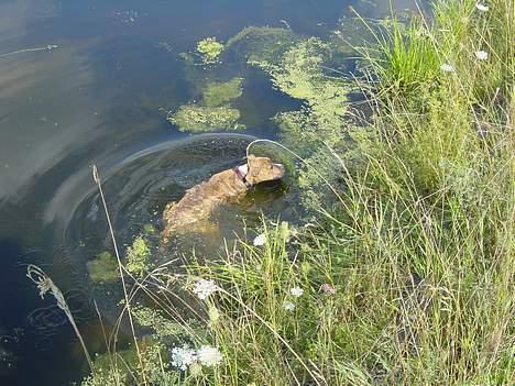 Blanding af racer Ronja - Fristelsen var for stor, og vupti Ronja sprang i kanalen billede 5