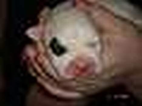 Amerikansk bulldog Basil  - Ush... Har han virkelig været SÅ lille ! billede 5