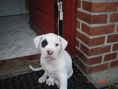 Amerikansk bulldog Basil  - I Randers ved hans famile.. Garanteret han var en lille frækkert ! billede 6