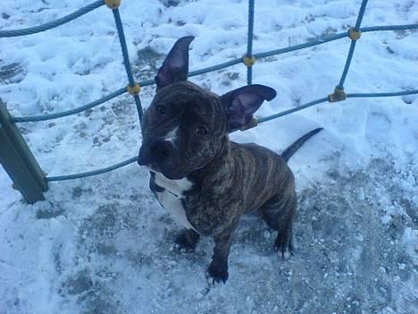 Amerikansk staffordshire terrier -Snoop- - nyt Billed af Snoop 26/01 billede 1