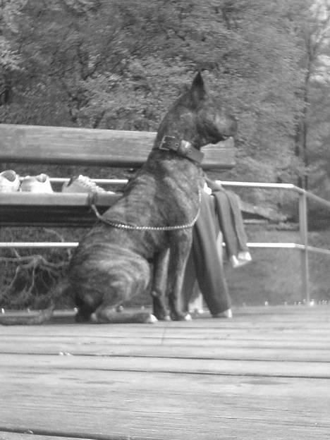 Amerikansk staffordshire terrier -Snoop- - nyt billede 2