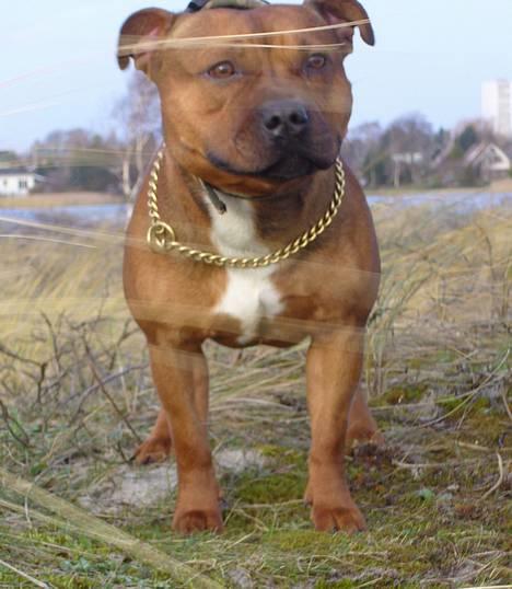 Staffordshire bull terrier Jeanty's staff Hooch - NYT!! 14jan. billede 17