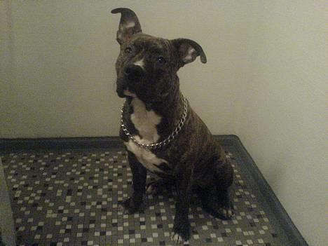 Amerikansk staffordshire terrier -Snoop- billede 3