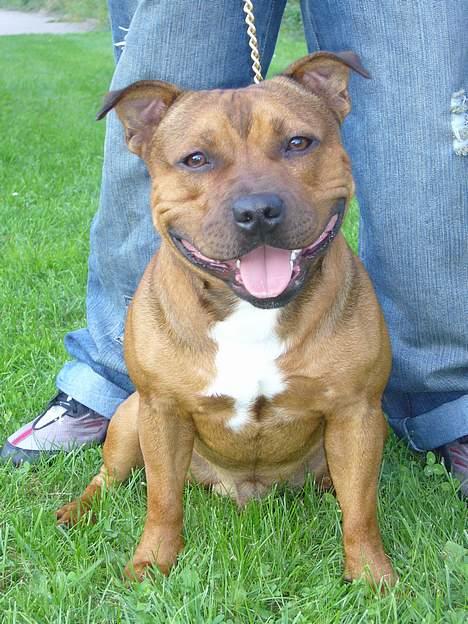 Staffordshire bull terrier Jeanty's staff Hooch - Mit søde scoresmil (o: 16.sep billede 18