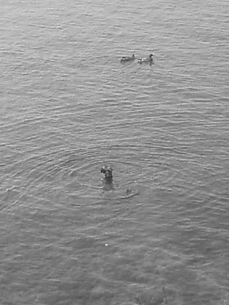 Amerikansk staffordshire terrier -Snoop- - nyt billede 4