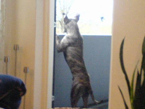 Amerikansk staffordshire terrier -Snoop- - Nyt dato 12/01/07 billede 5