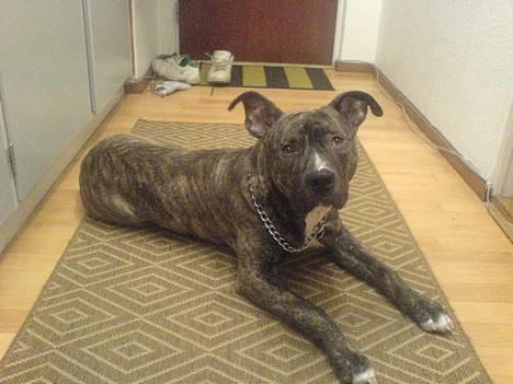 Amerikansk staffordshire terrier -Snoop- billede 6