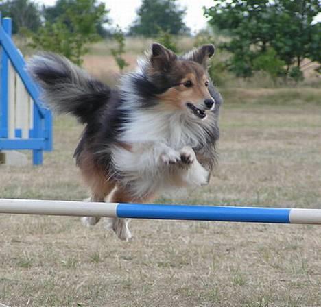 Shetland sheepdog Diva - Diva i sit rette element billede 1