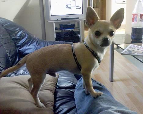 Chihuahua Oliver billede 14