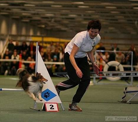 Shetland sheepdog Diva - Diva og jeg til Nordisk Mesterskab, dec 05 billede 2