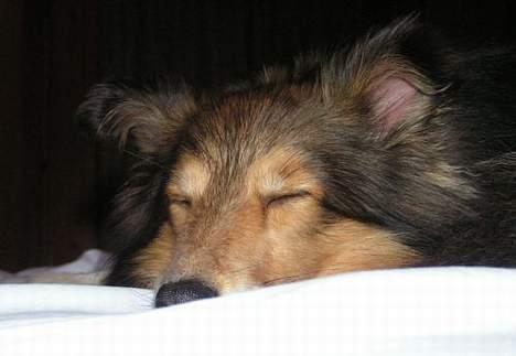 Shetland sheepdog Diva - selv en aktiv sheltie kan blive træt billede 3