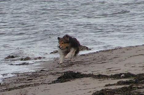 Shetland sheepdog Diva - Bølger - de skal bare hyrdes!! billede 4