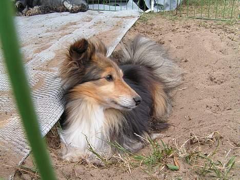Shetland sheepdog Diva - Nedgravet i sand på en varm sommerdag billede 5