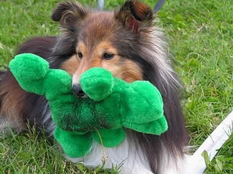 Shetland sheepdog Diva - Diva med sin berømte grønne frø, som hun rusker ved ringsiden, når der løbes agility billede 6