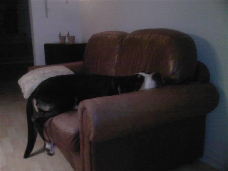 Grosser schweizer sennenhund Alfi Aflivet - træt trætte hund, kan ikke få numsen med op i sofaen. hi hi billede 13
