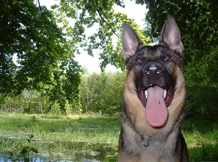 Schæferhund Cassius - Sikke en larm de frøer laver!!!! billede 3