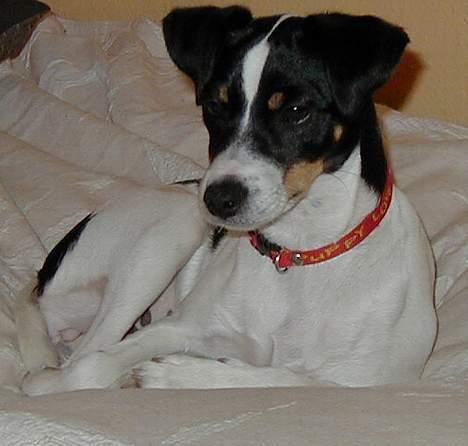 Dansk svensk gaardhund Ønskehunden Hexen - Hexen 5 mdr billede 1