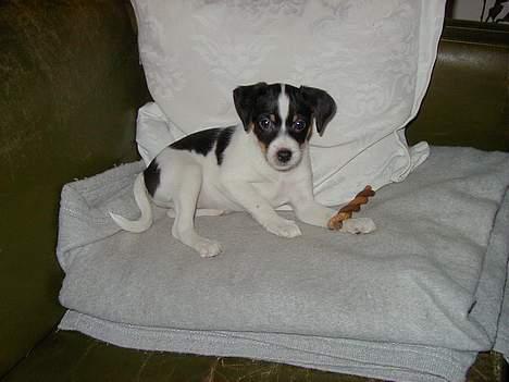 Dansk svensk gaardhund Ønskehunden Hexen - Hexen 3 mdr billede 2