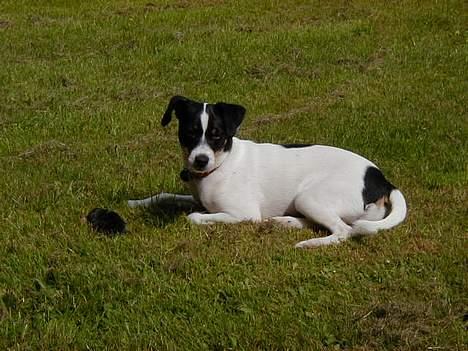 Dansk svensk gaardhund Ønskehunden Hexen - Hexen med sin første muldvarpe billede 3