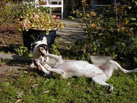Dansk svensk gaardhund Ønskehunden Hexen - Hexen nedlagt af 2 hvalpe billede 4