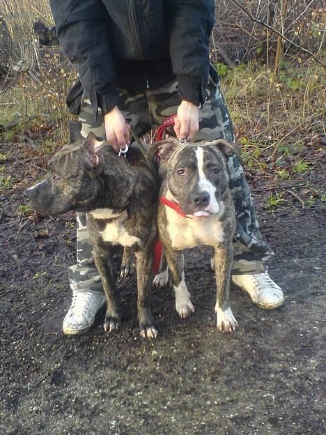 Amerikansk staffordshire terrier -Snoop- - nyt billed af Snoop og Maxi 31/01 billede 7