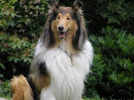 Collie langhåret Cæsar billede 1