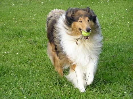 Collie langhåret Cæsar billede 2
