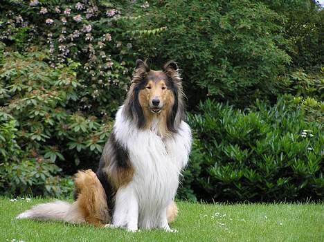 Collie langhåret Cæsar billede 3