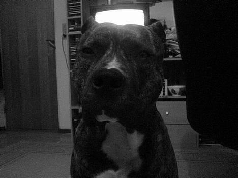 Amerikansk staffordshire terrier -Snoop- - nyt billede 8