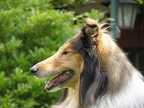 Collie langhåret Cæsar billede 4