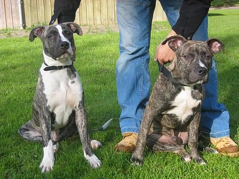 Amerikansk staffordshire terrier -Snoop- - maxi og snoop sammen... bare for søde billede 9