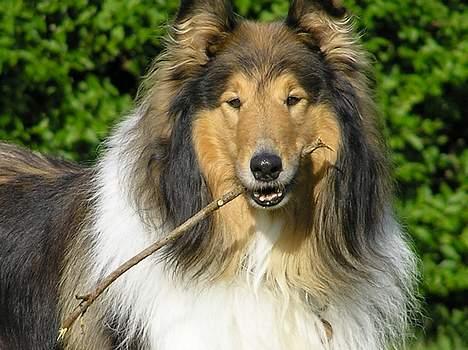 Collie langhåret Cæsar billede 5