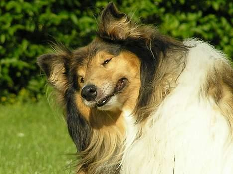 Collie langhåret Cæsar billede 6